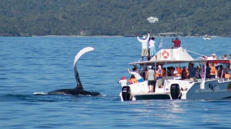 Best Tours, Activities and Transfers in Punta Cana | Paradise Tour Punta Cana 2025