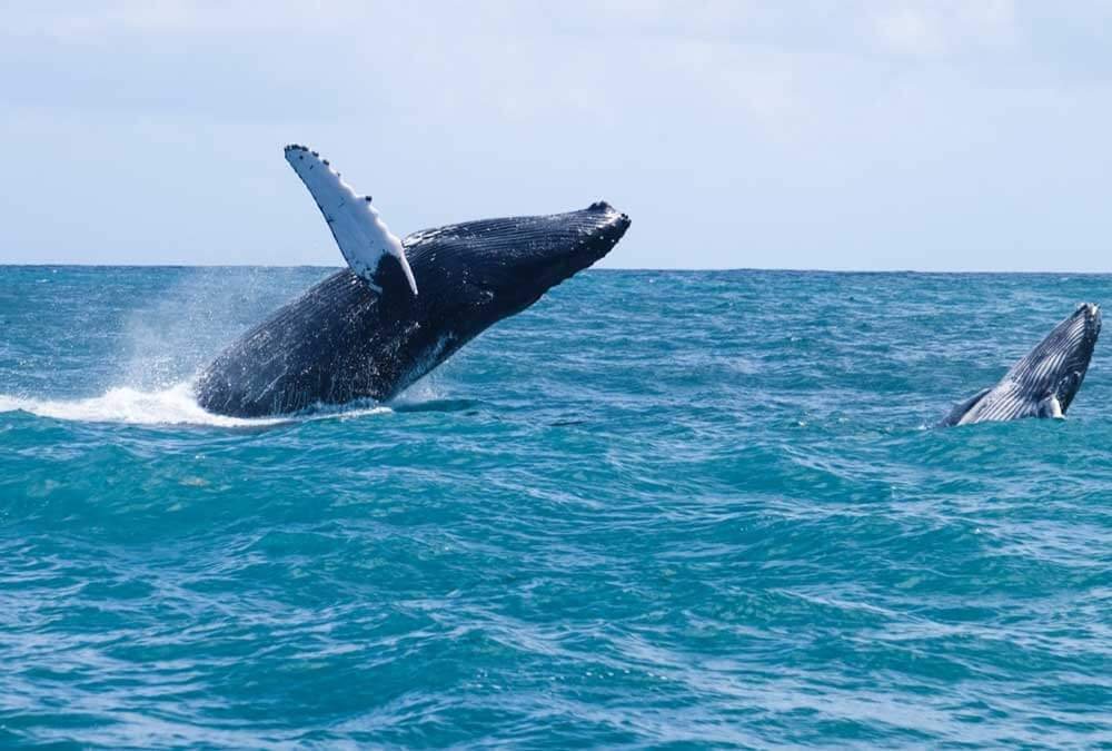 Best Tours, Activities and Transfers in Punta Cana | Paradise Tour Punta Cana 2025